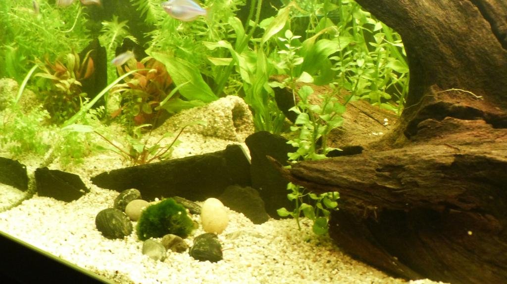 Photo de l'aquarium 1855