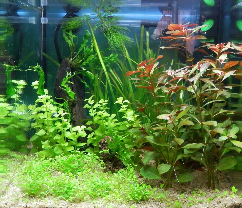 Photo de l'aquarium 1879