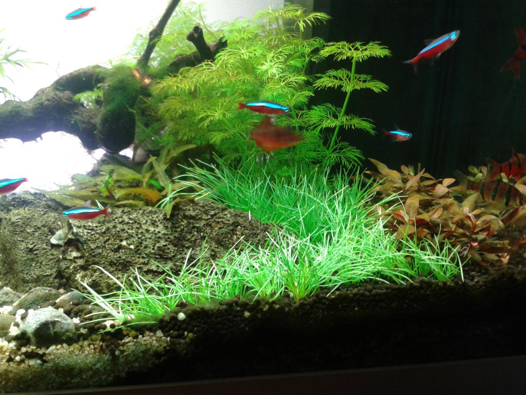 Photo de l'aquarium 2388