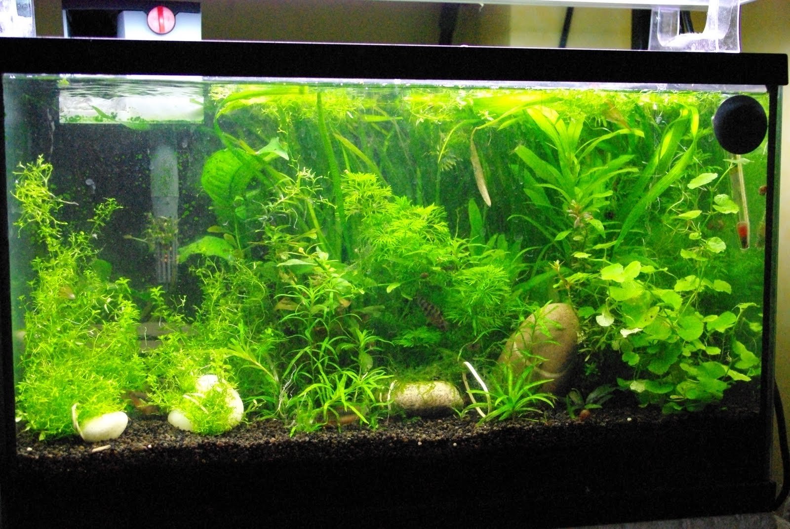 Bac n°3 de aquariofred