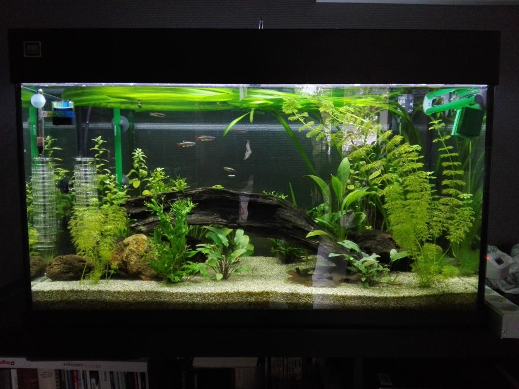Aqua de Forseti de Forseti
