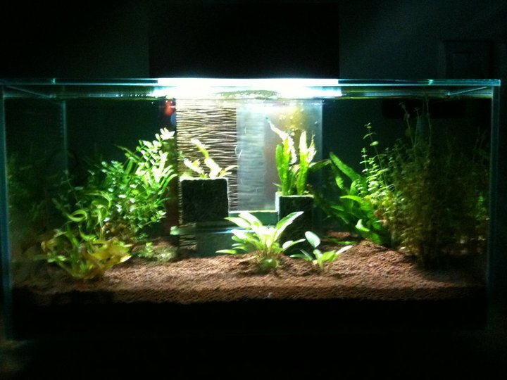 Fluval Edge N de orx57