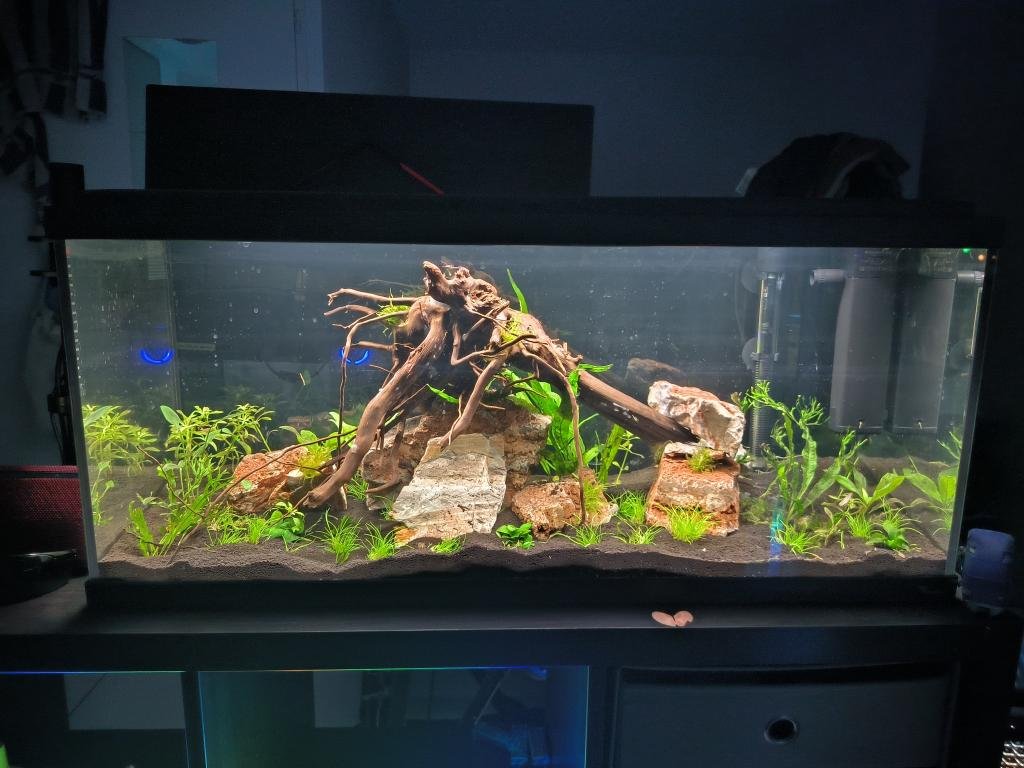 Mon 1er aquarium de Kaaevy