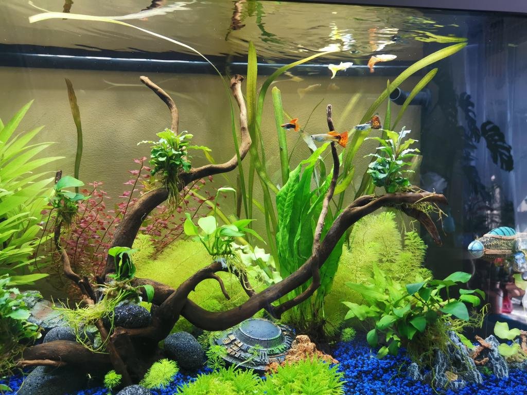 Photo de l'aquarium 3908