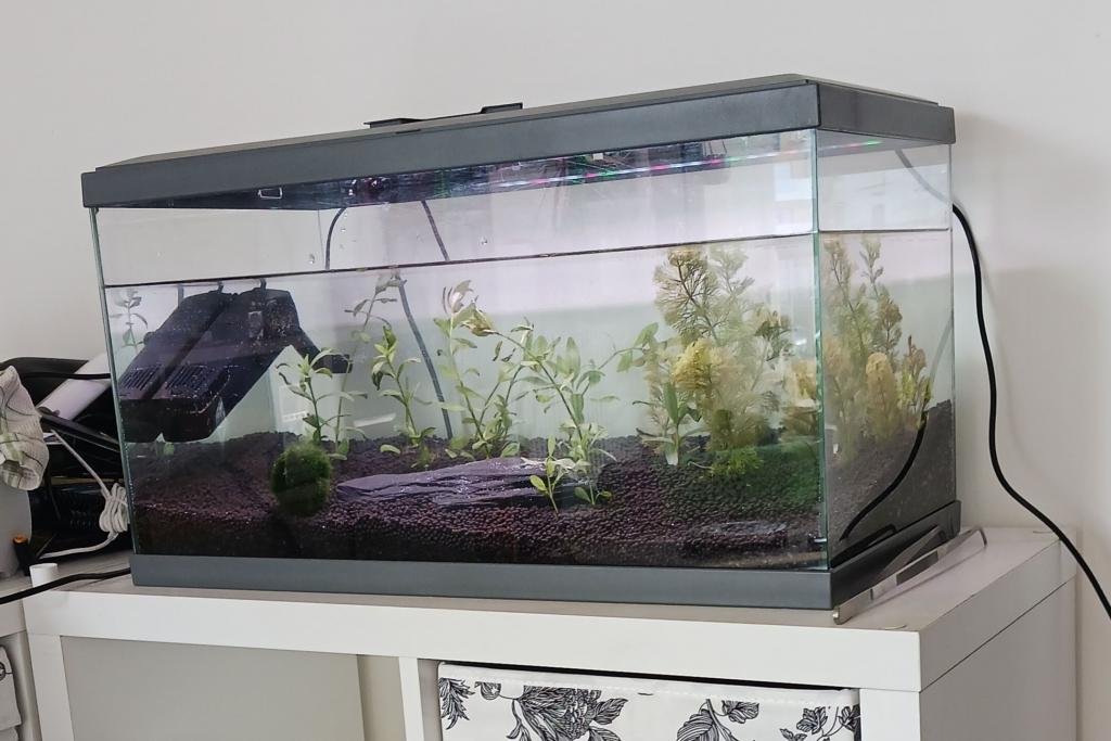 Mon premier aquarium (et demi) de Mandarine