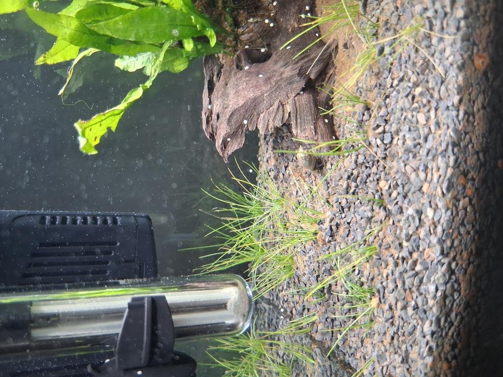 Photo de l'aquarium 3948