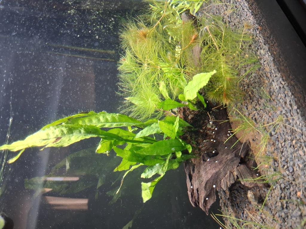 Photo de l'aquarium 3948