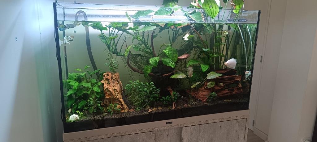 Aquatlantis de Jpanasonic