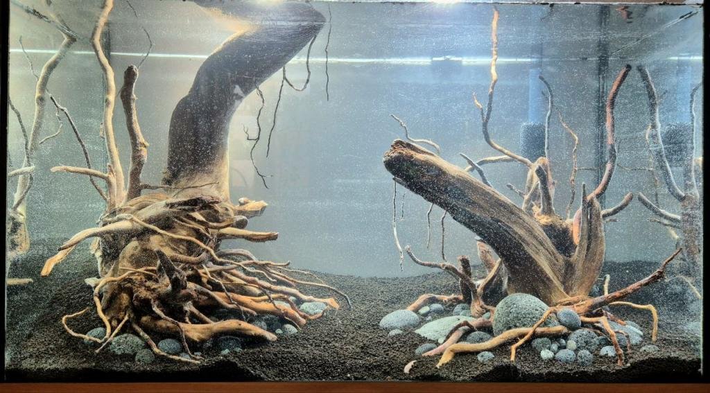 To the Jungle de ChrisCh