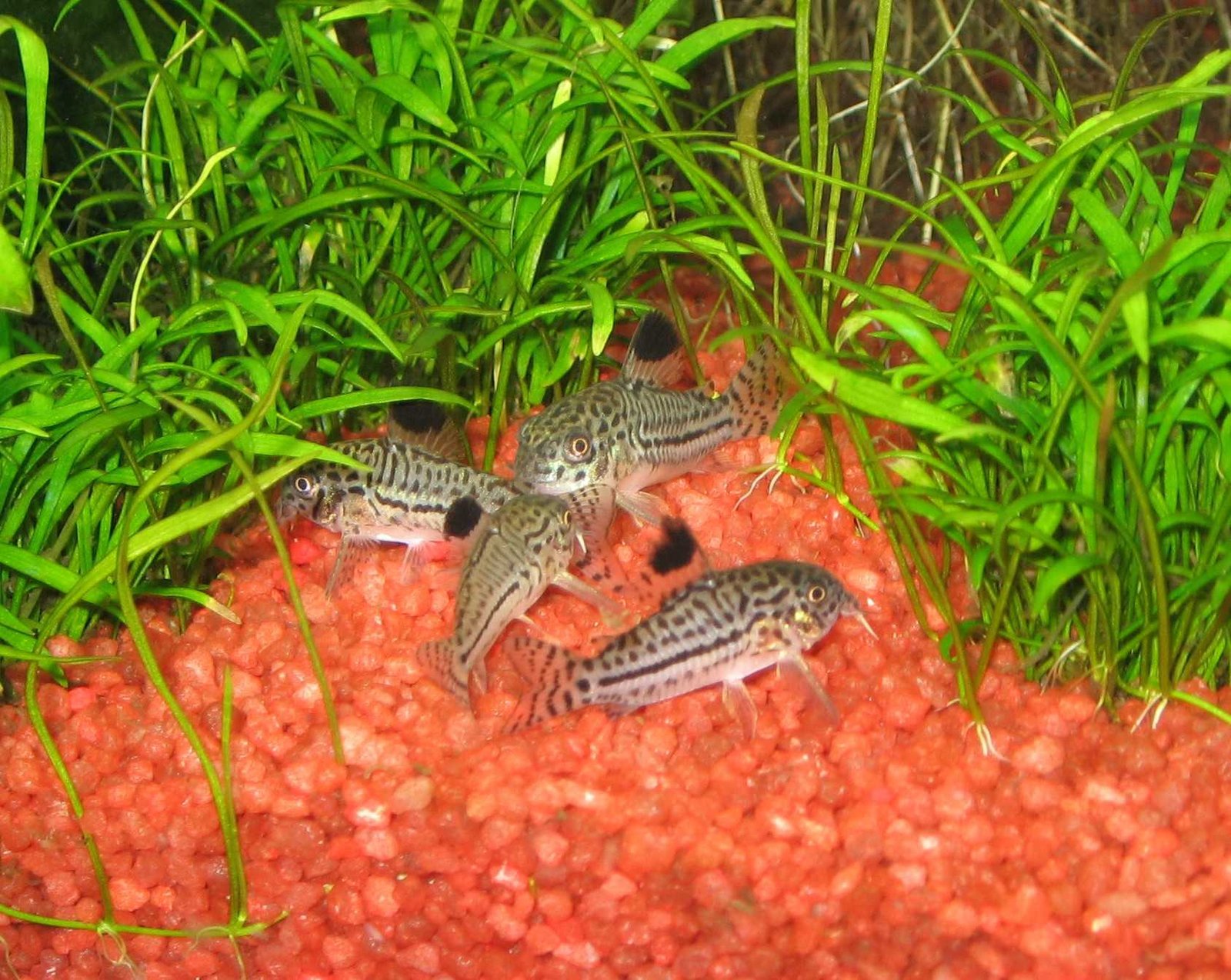 Photo de l'aquarium 57
