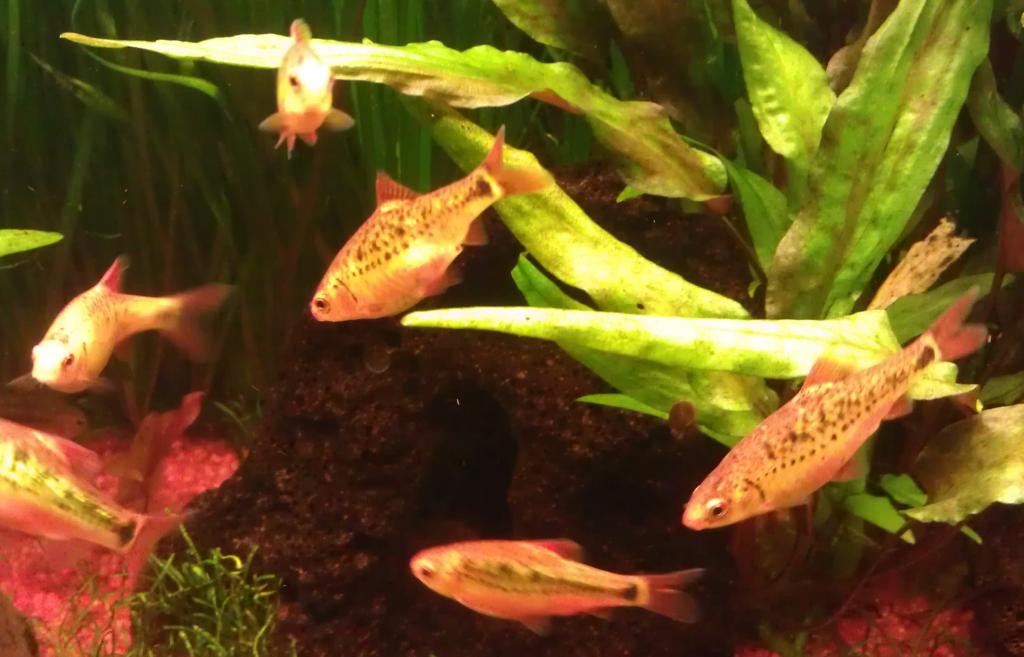Photo de l'aquarium 57