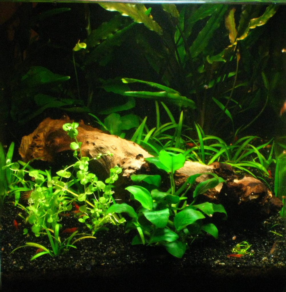 R.S. : red shrimp de e2d2