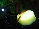 38L Red Cherry + ampullaire de sam14