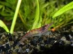 Nano 25l de Leilus