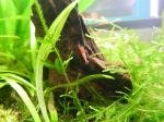 Nano 25l de Leilus