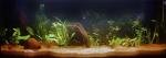 ma p'tite jungle de wilfried63