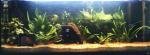 ma p'tite jungle de wilfried63
