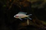 Tanganyika de Rebellious Fish
