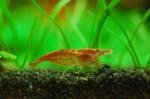 Nano aquarium 20L zolux de Robin59