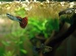 Nano aquarium 20L zolux de Robin59