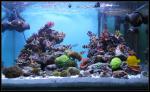 Reef de Gigzdu49