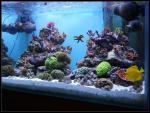 Reef de Gigzdu49