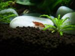 AquaCubic de thib8324
