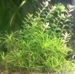 60l Killi de Etienne26
