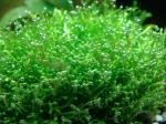 Nano 30l Zolux de Nano AM