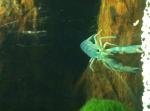 aqua1 de Membre inconnu