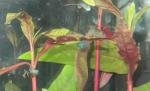 Nano 30L2 de Prudence