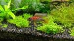 OneScape de nobilus