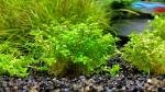 OneScape de nobilus