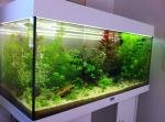Lush forest de Jordan13480