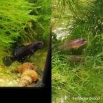 Microfish de Lune_en_BullE