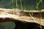 amazonia LED de shan_aya