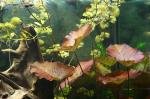 amazonia LED de shan_aya