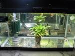 guppys land de clem 10