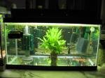 guppys land de clem 10