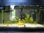 guppys land de clem 10