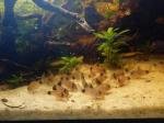 Photo aquarium de ppal31