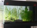 Aquatruc de Cyrius