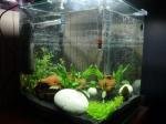 Nano cube 30L Betta de Adri'