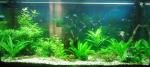 300L Amazonien de Kuma007