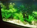 300L Amazonien de Kuma007