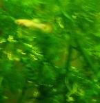 aqua guppy de ay 57