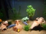 Cichlidés africains de pilou360