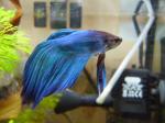 Betta Splendens de nounou08