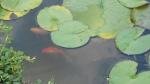 bassin d'Echenilly de Kikill
