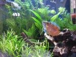 Sera Nano Cube 60 de Mick59320
